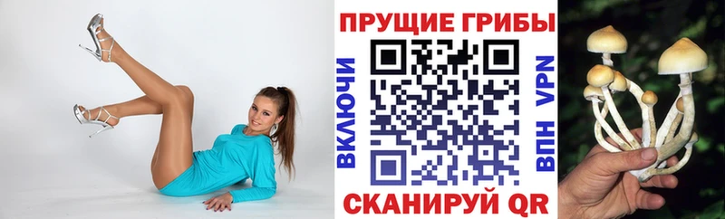 цена   Куса  Галлюциногенные грибы Psilocybine cubensis 
